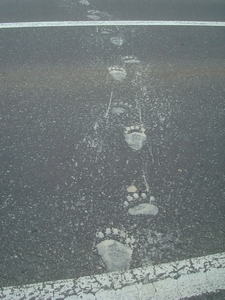 道路に残るヒグマの足跡