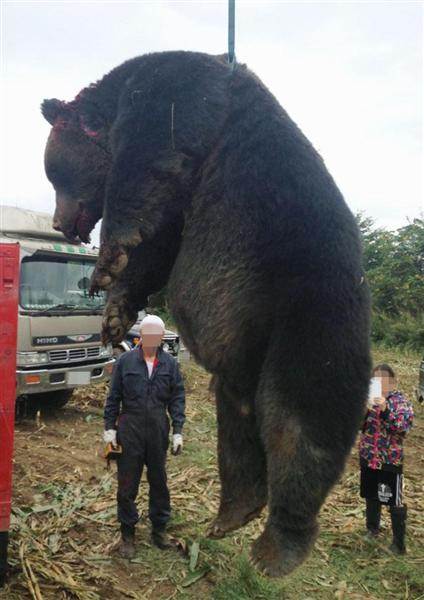 ヒグマ400kg