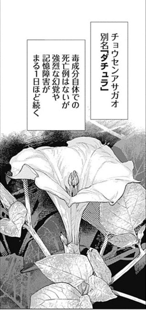 作中のチョウセンアサガオの説明。死亡の危険については本文で検証