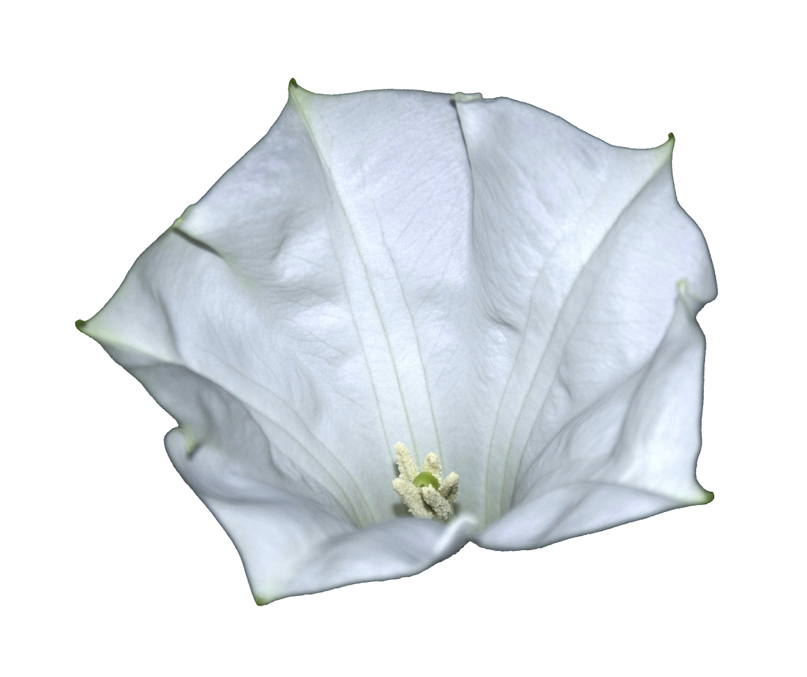 チョウセンアサガオ（Datura metel）の実物写真