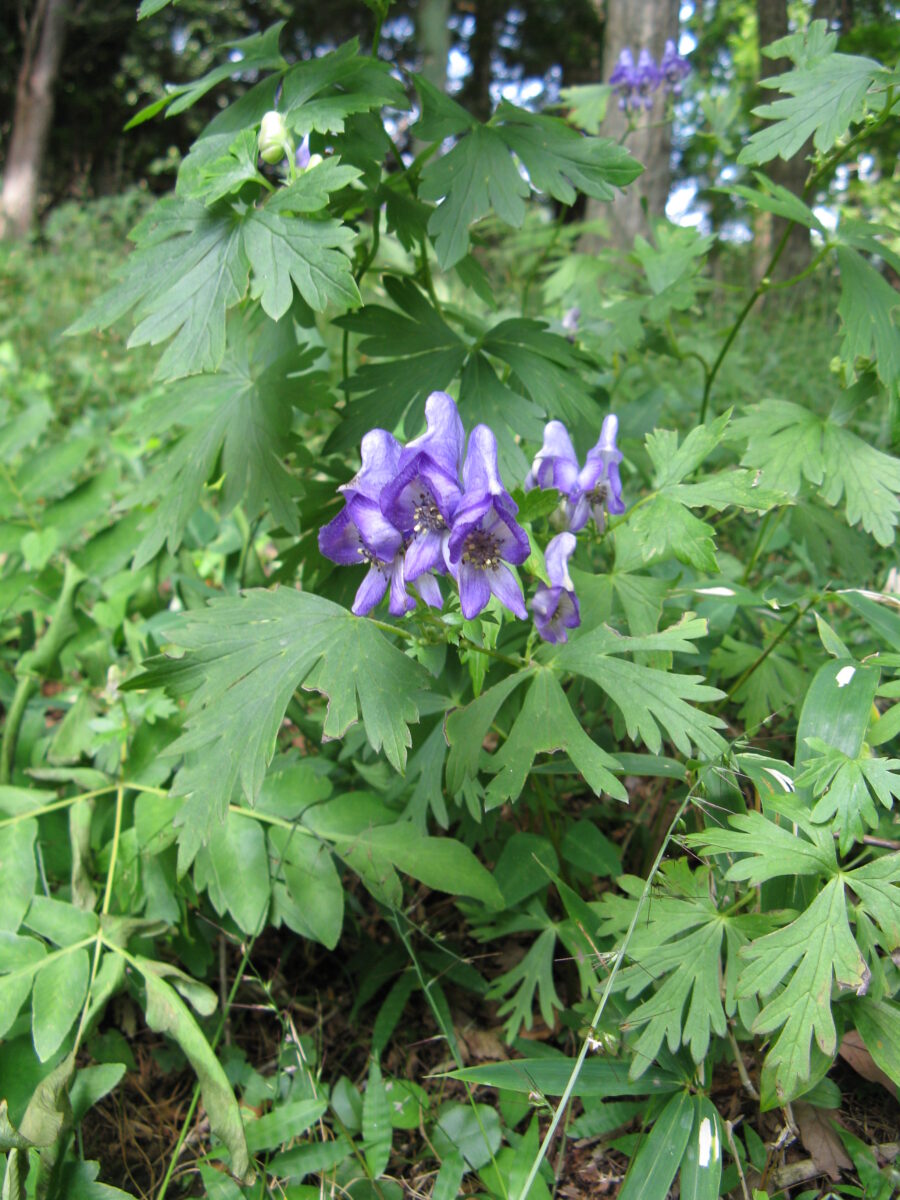 トリカブトの一種・ヤマトリカブト（Aconitum japonicum subsp. japonicum）の実物写真