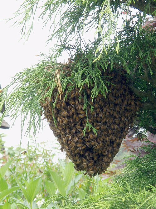 枝に集まったニホンミツバチの分蜂群