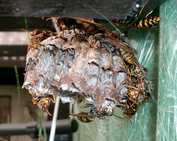 外皮がなく六角形の巣房が見える日本のアシナガバチの巣